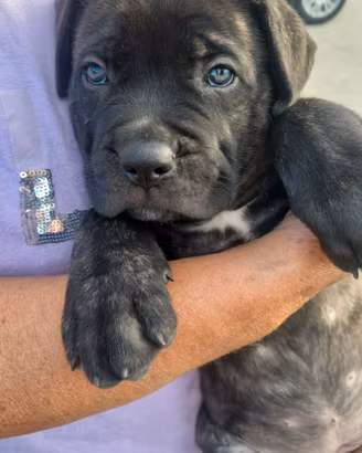 Cane corso