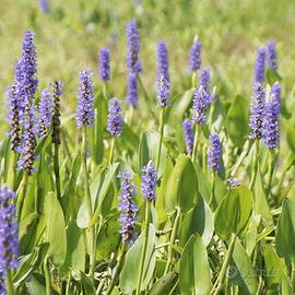 pontederia cordata 