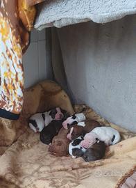 Cuccioli di pitbull (amstaff)