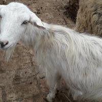 Piccolo allevamento capre con cuccioli