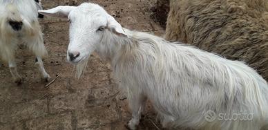 Piccolo allevamento capre con cuccioli