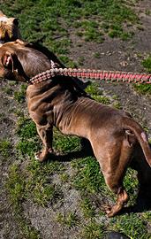 American bully
