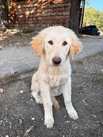 Cuccioli di pastore della Sila