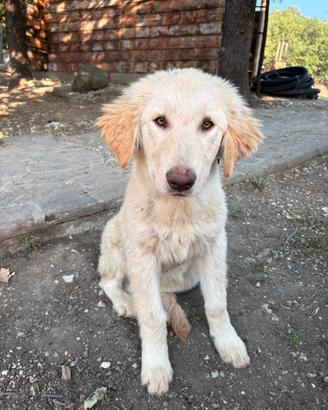 Cuccioli di pastore della Sila