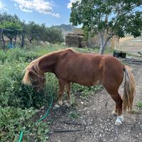 Pony e puledro