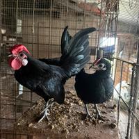 Coppie e galletti Bantam
