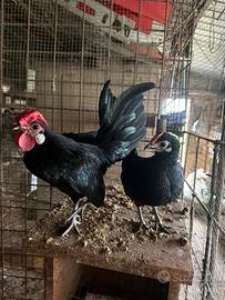 Coppie e galletti Bantam