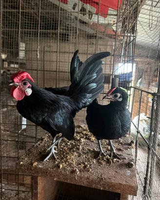 Coppie e galletti Bantam