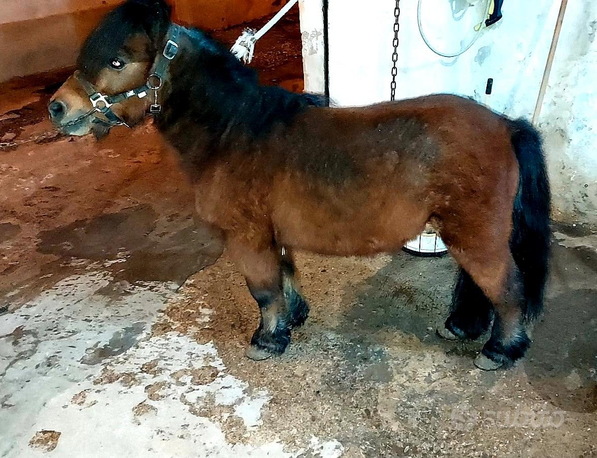 Mini pony - Animali In vendita a Trapani