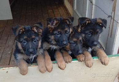Cuccioli di pastore tedesco
