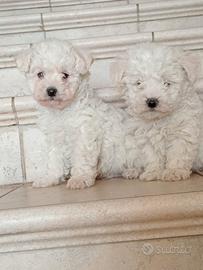 Maltipoo Cuccioli