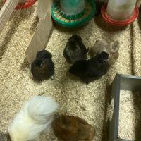 Galline Moroseta
