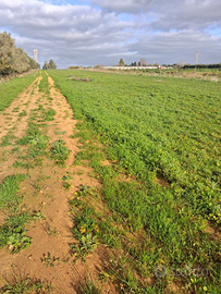 Terreno agricolo