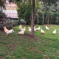 Tre Galli Giovani di Gallina Padovana