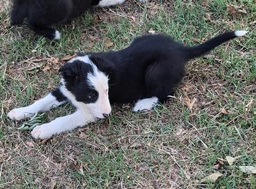 Border collie