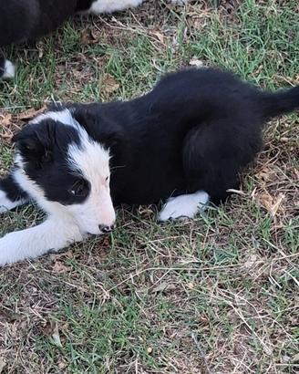 Border collie