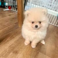 Cuccioli di spitz pomrania M e F
