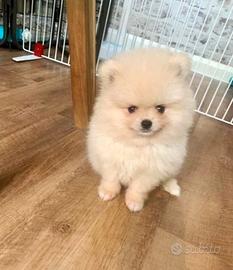 Cuccioli di spitz pomrania M e F