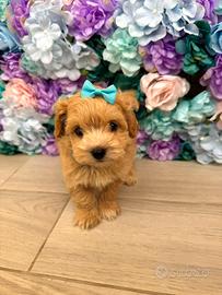 Maltipoo