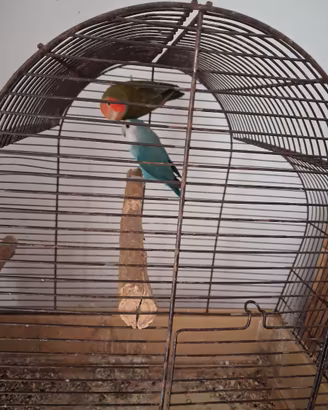 Coppia pappagalli inseparabili