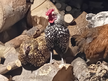 Coppia sebright