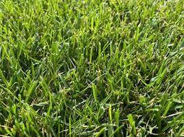 Piccolo prato con bosco grande