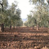 Terreno agricolo con casetta uliveti e pozzo