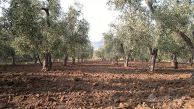 Terreno agricolo con casetta uliveti e pozzo