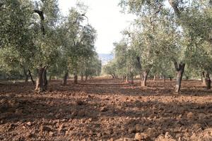 Terreno agricolo con casetta uliveti e pozzo