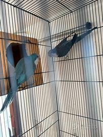 Coppia parrocchetti monaci sessaggi m2023 f2024