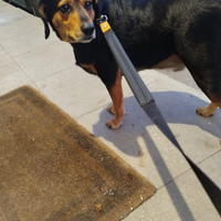 Cane meticcio