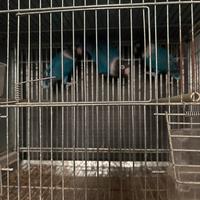 Inseparabili personata