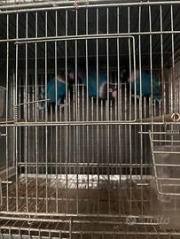 Inseparabili personata