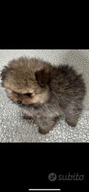 Spitz di Pomerania toy