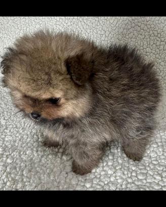 Spitz di Pomerania toy