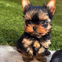 Yorkshire cuccioli maschio/femmina