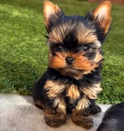 Yorkshire cuccioli maschio/femmina disponibili