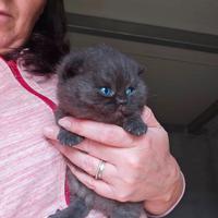 British Shorthair cucciolo