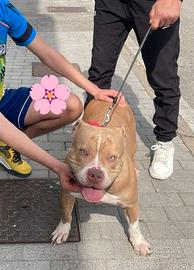 Amstaff x bully. femmina per Monta