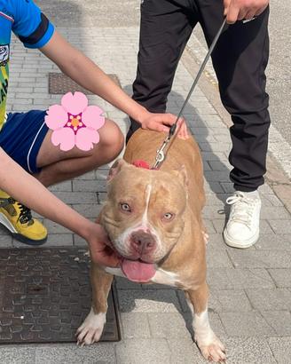 Amstaff x bully. femmina per Monta