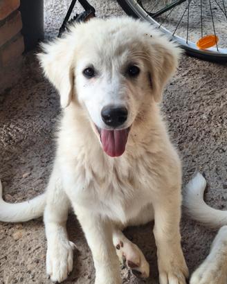 Cuccioli di pastore maremmano-abruzzese