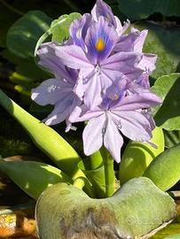 Pianta galleggiante acquatica