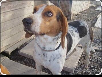 Cane addestrato per caccia al coniglio