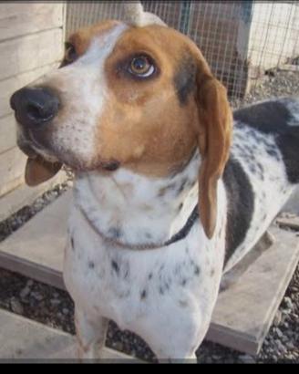 Cane addestrato per caccia al coniglio