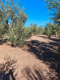 Terreno agricolo