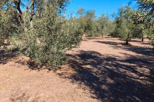 Terreno agricolo