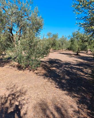 Terreno agricolo