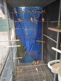 Allevamento canarini portoghese