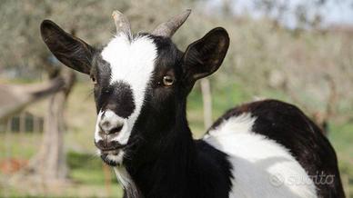 C.erc.o capretta Nana tibetana