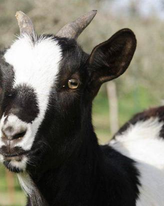 C.erc.o capretta Nana tibetana